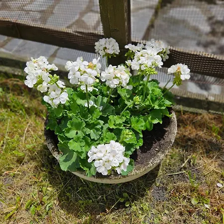 Appartamento Accogliente Casa Con Giardino Courmayeur